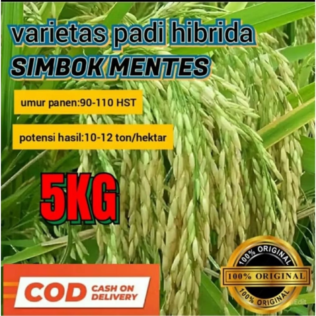0BENIH padi SI MBOK IN HIBRIDA PADI SUPER PREMIUM