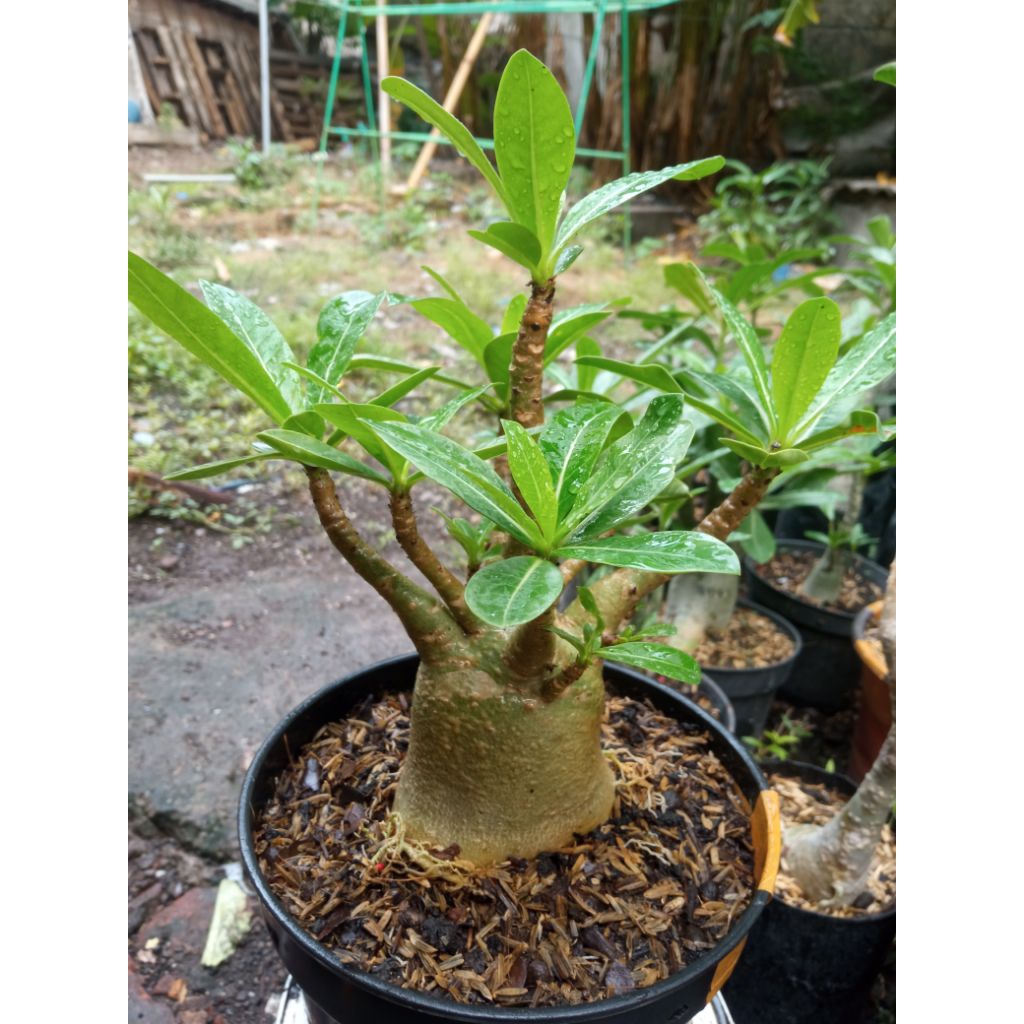 adenium godji x rb