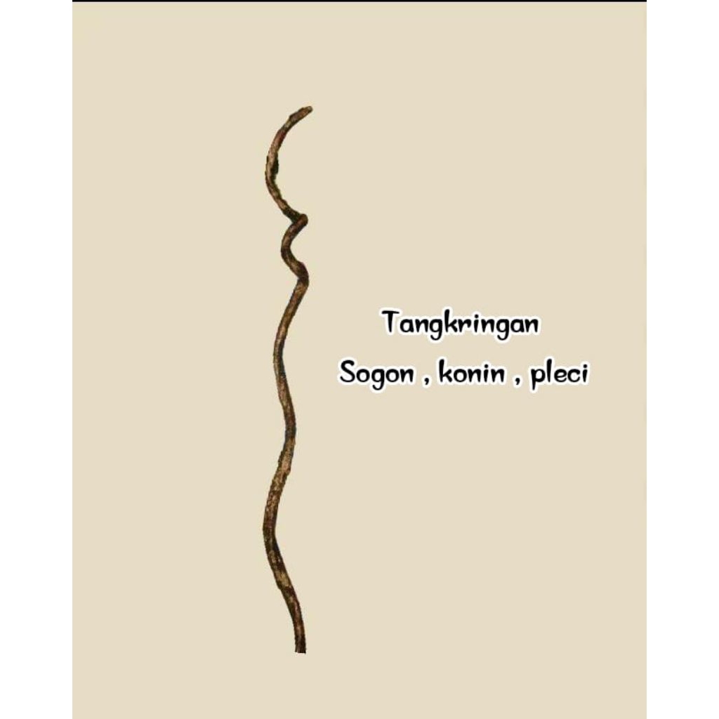 tangkringan burung kecil