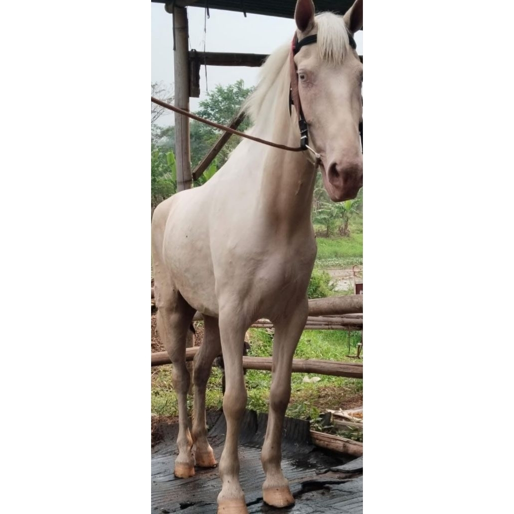 kuda putih dari arab minum kapsul