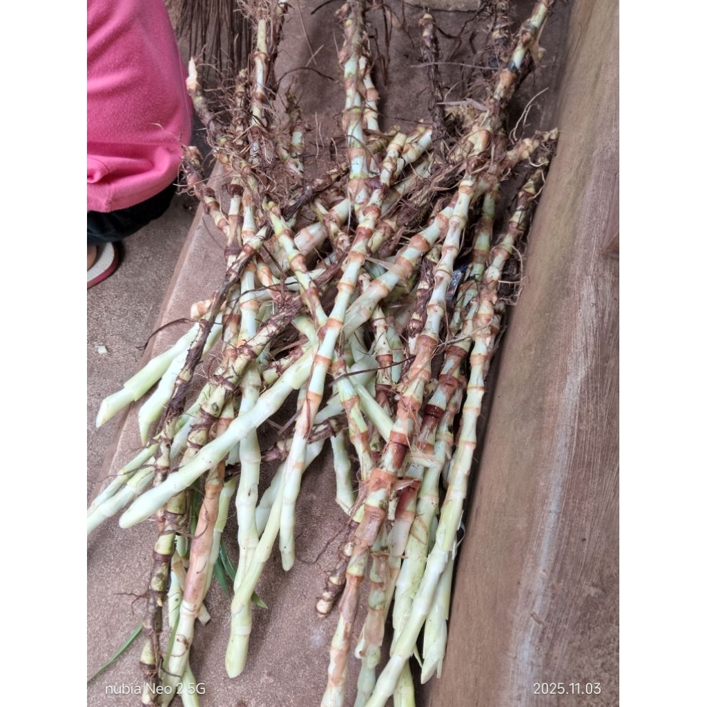 bibit rumput odot super pakan ternak kambing domba