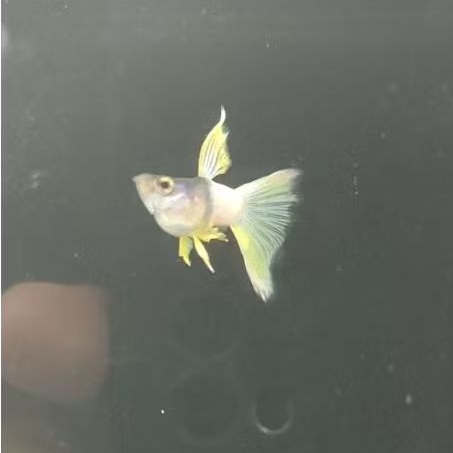 pakan Guppy metal yellow pingu ssb