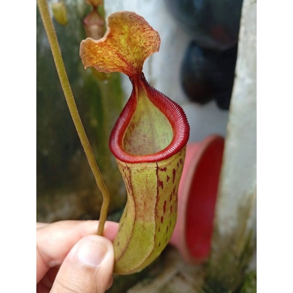 Nepenthes (Campa x Ventri) X (Veitchii x Rigidi)