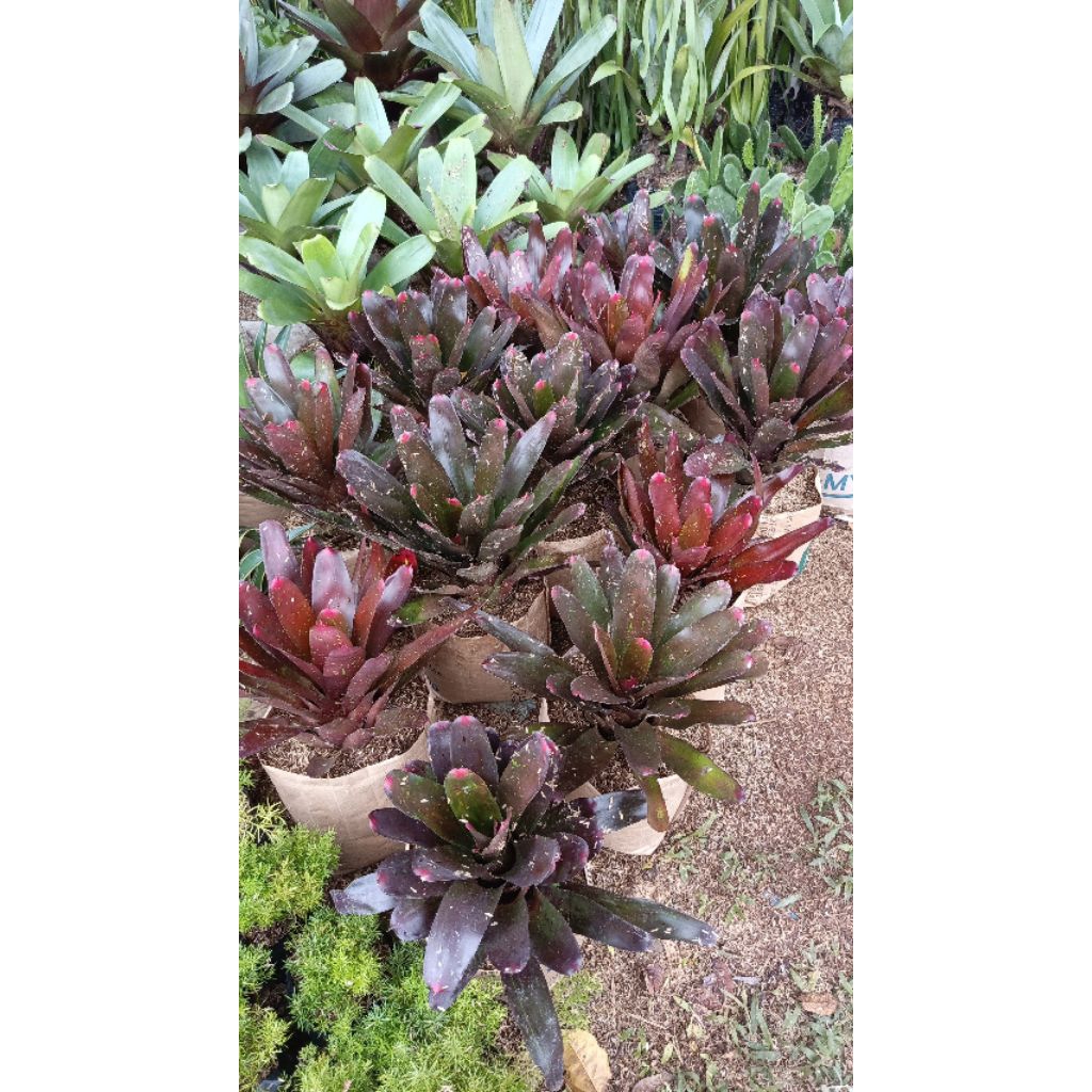 Bromelia mawar - bromelia merah - Bromell