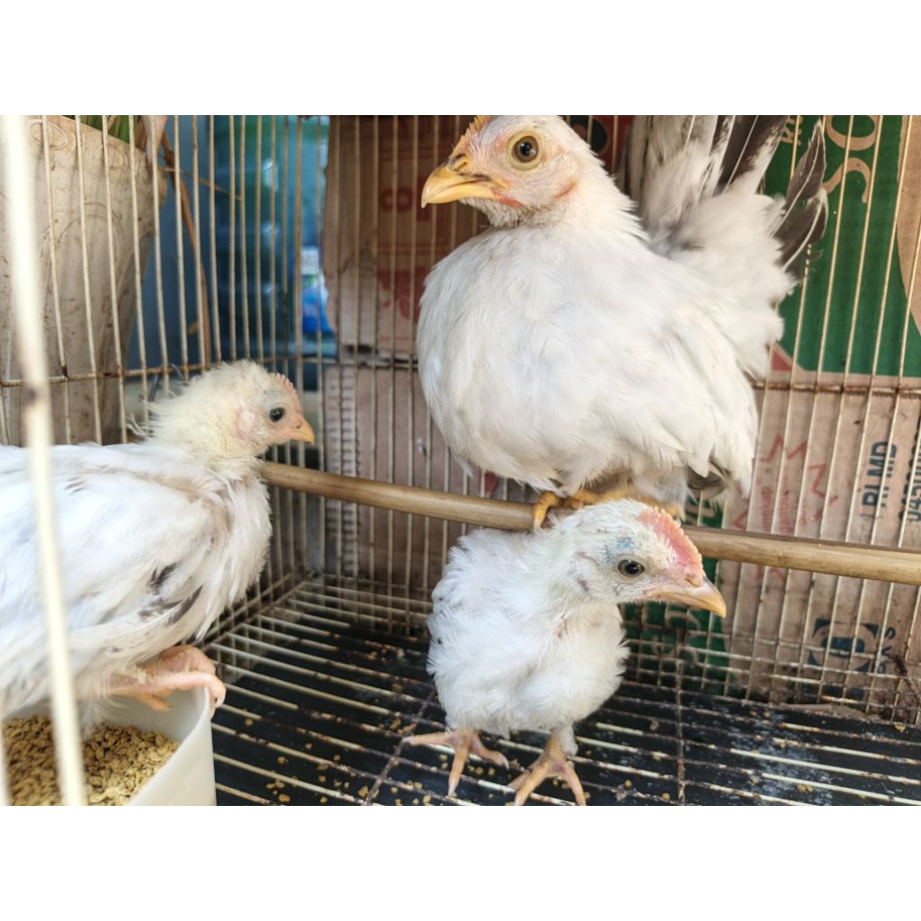 Ayam Kate (ChaboBlacktail)
