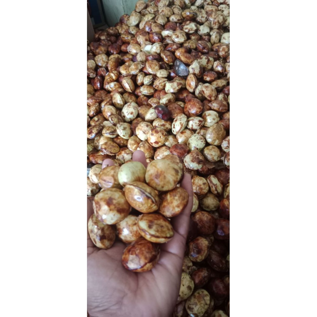 jengkol tua jengkol super 1kg