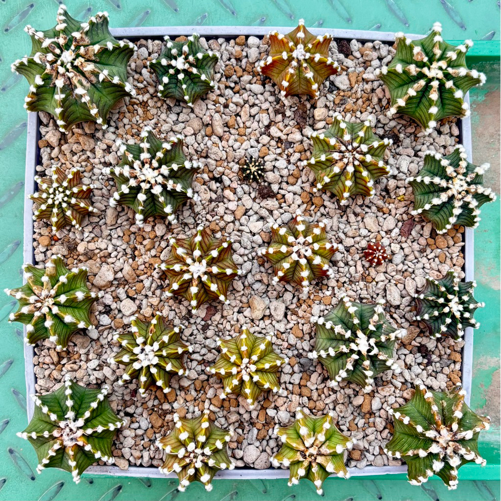 Termurah 1 Paket Induk Kaktus LB VOS 014A Ori