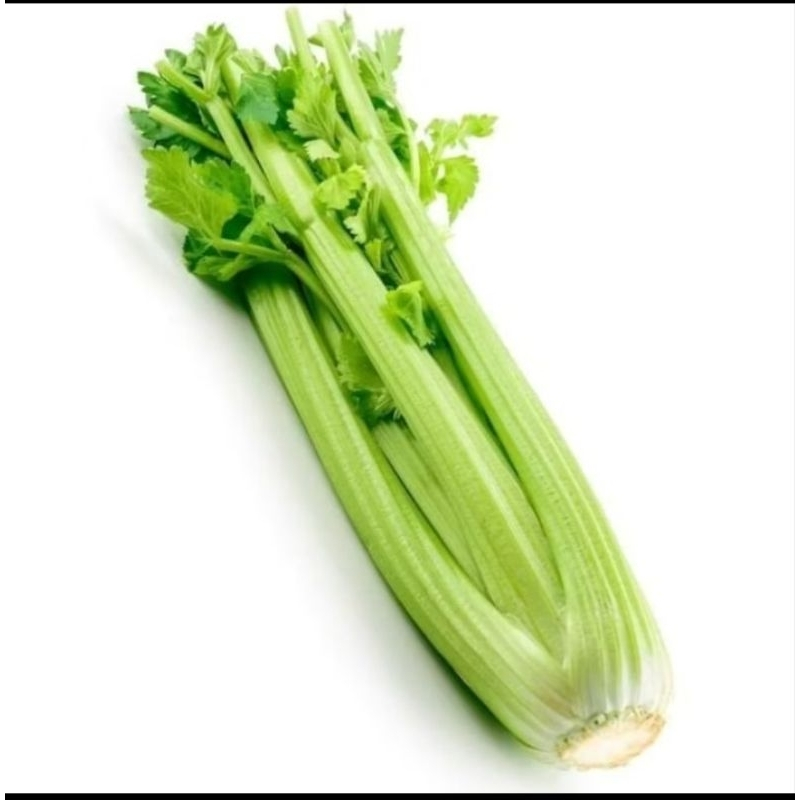 PREMIUM - Bibit Seledri Batang Besar