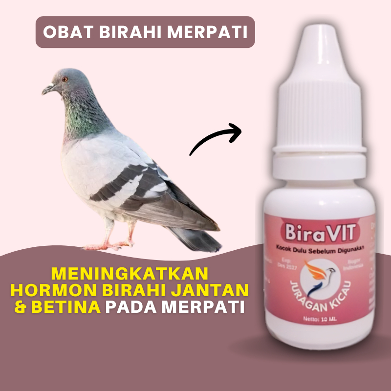 Obat Birahi Merpati Jantan Dan Betina Untuk Kawin Lebih Agresif