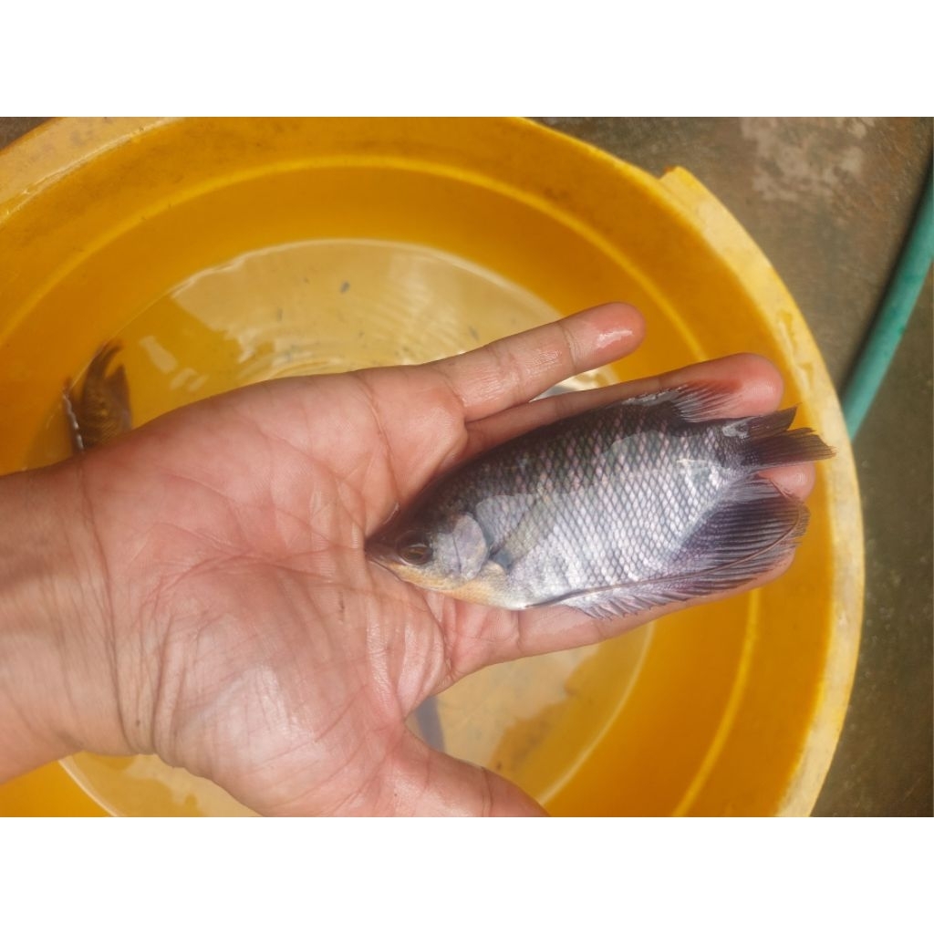 Bibit ikan gurame soang/gurso - Ukuran 3 jari (Nyuper) / Siap Tebar / Berkualitas & Murah