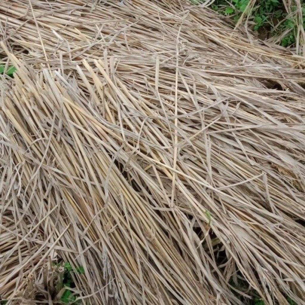 jerami kering 1kg jerami