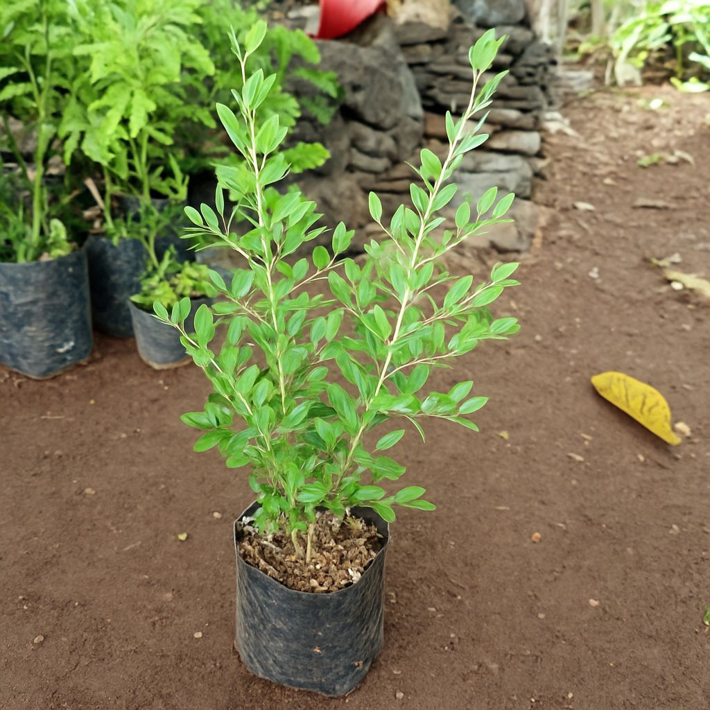 Bibit Pohon Pacar Arab / Pacar Kuku | Tanaman Herbal Daun Henna Inai Siap Tanam