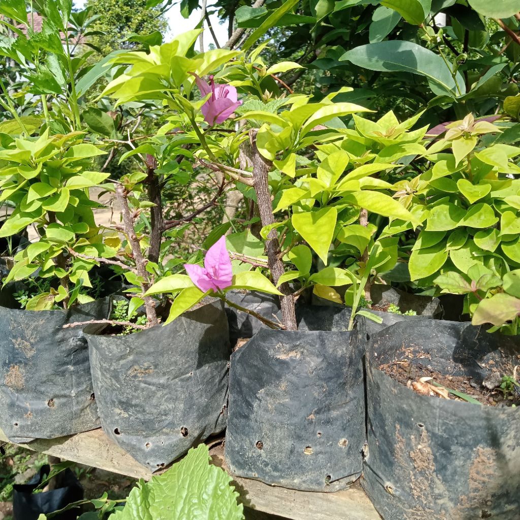 Bibit Tanaman Hias Bugenvil Tanaman Kembang Kertas