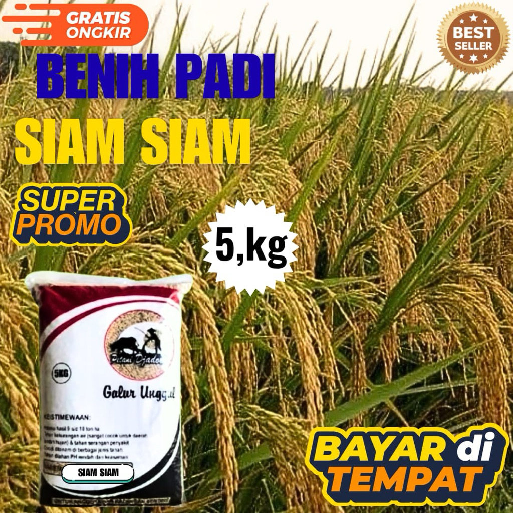 BENIH PADI SIAM SIAM KEMASAN 5,kg BENIH PADI KUALITAS ORIGINAL