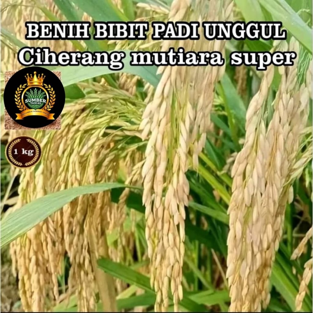 (5kg)Benih padi unggul CIHERANG MUTIARA ORIGINAL
