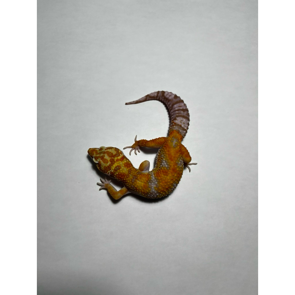 Hiasan Leopard Gecko Tremper Emerine Jungle