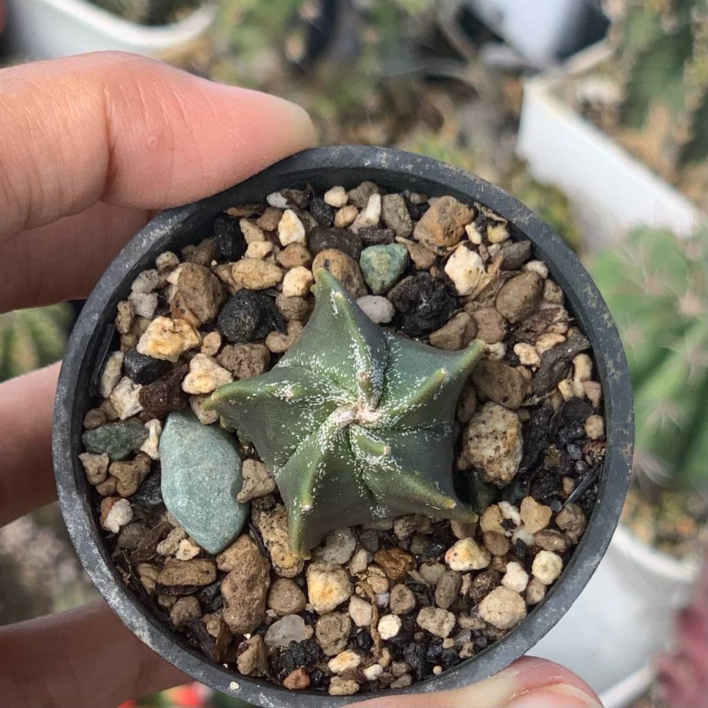 Astrophytum Miryostigma  capricorn seeding seedling kaktus myriostigma