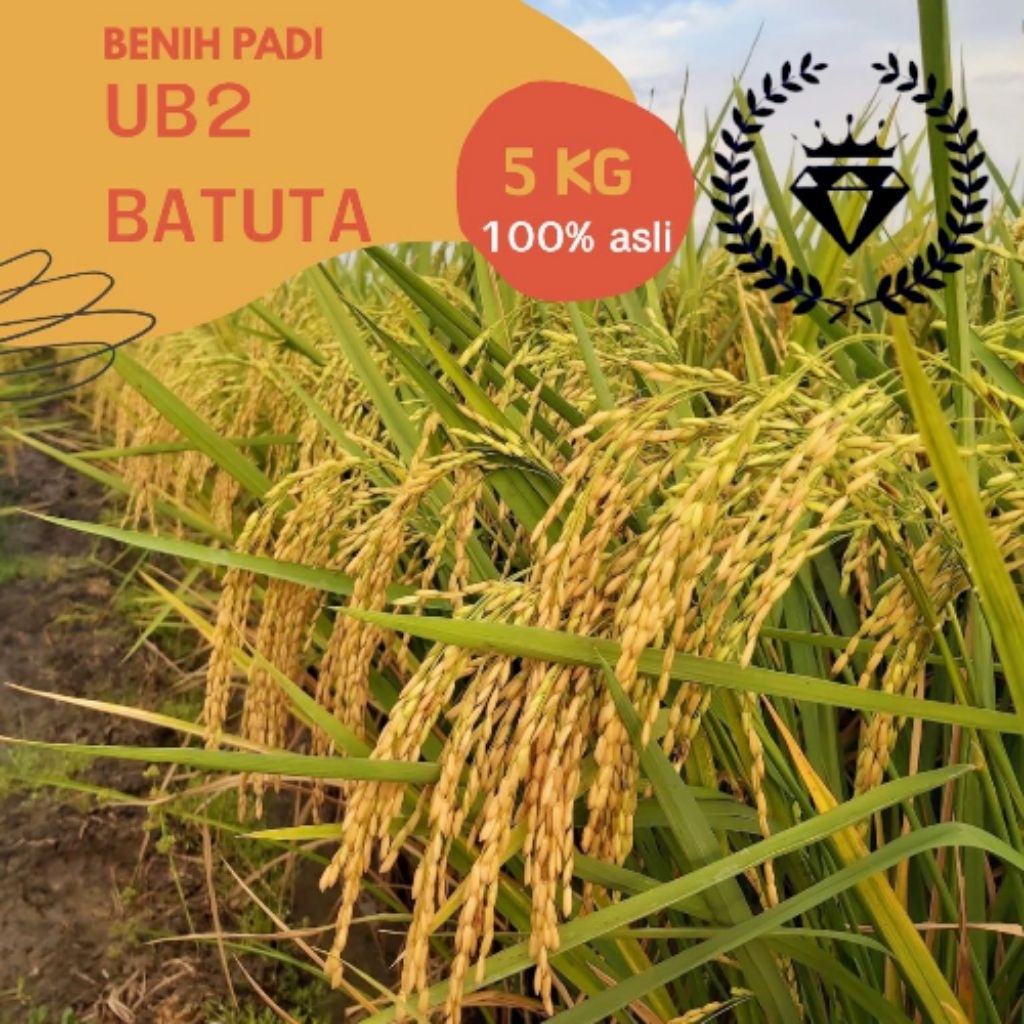 benih padi/bibit padi UB2 BATUTA 5 kg super berkualitas unggul