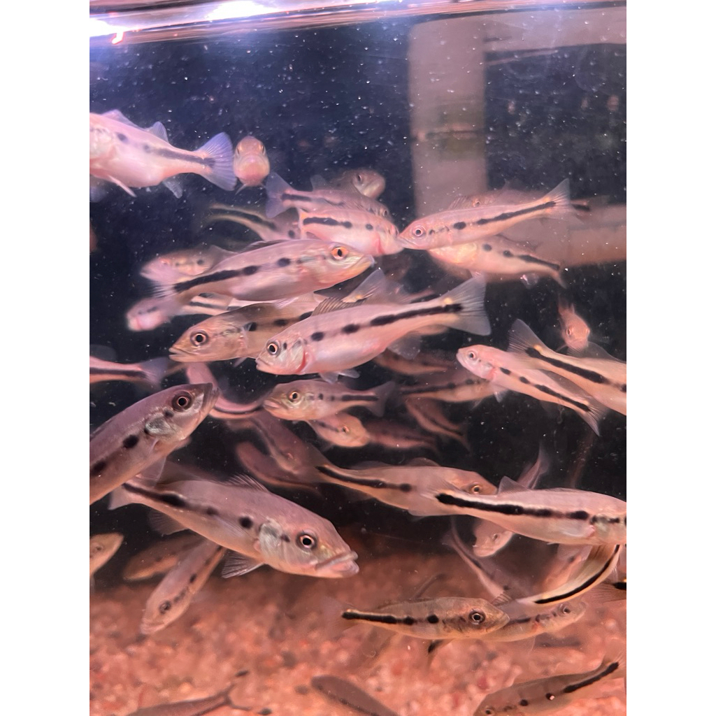 patung pbass orinoco