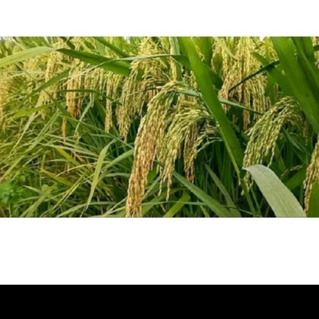 BENIH PADI AMAZONE 218 SUPER UNGGUL KEAMASAN 1KG