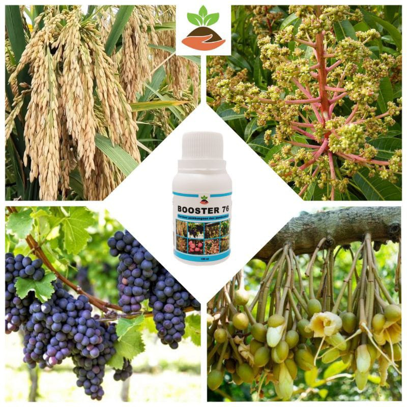 Pupuk Booster 76 Hormon Buah Bunga