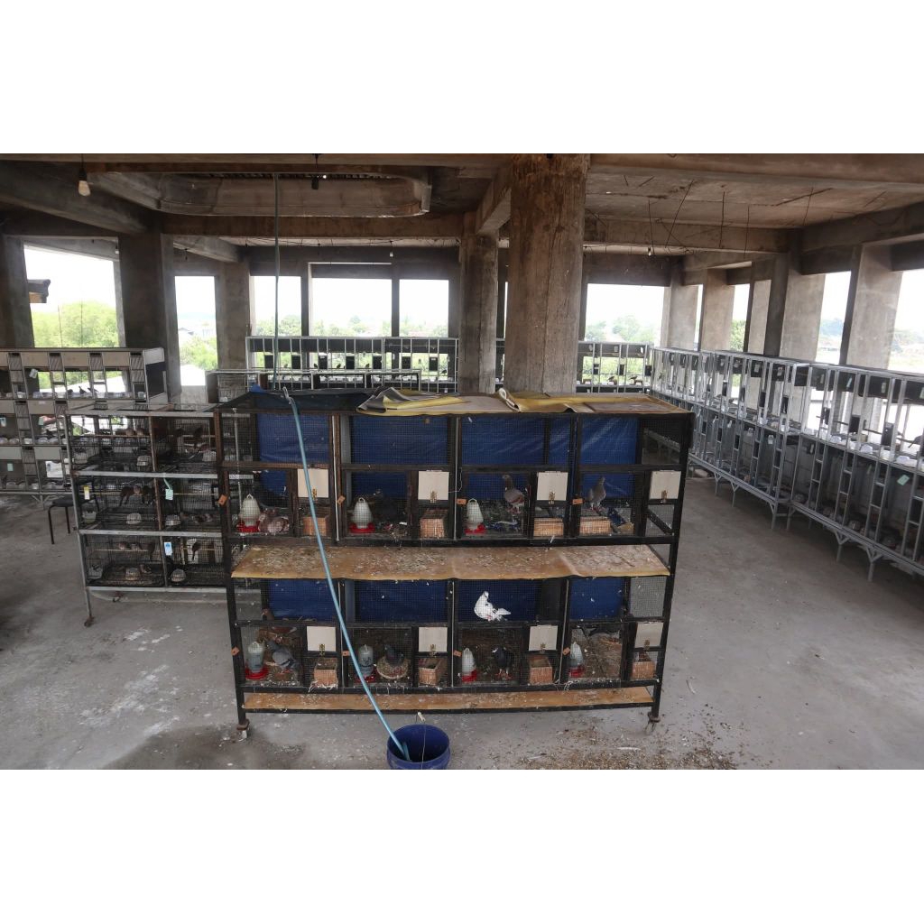 Sepasang Indukan Perkutut Bangkok Sudah Pernah Beranak