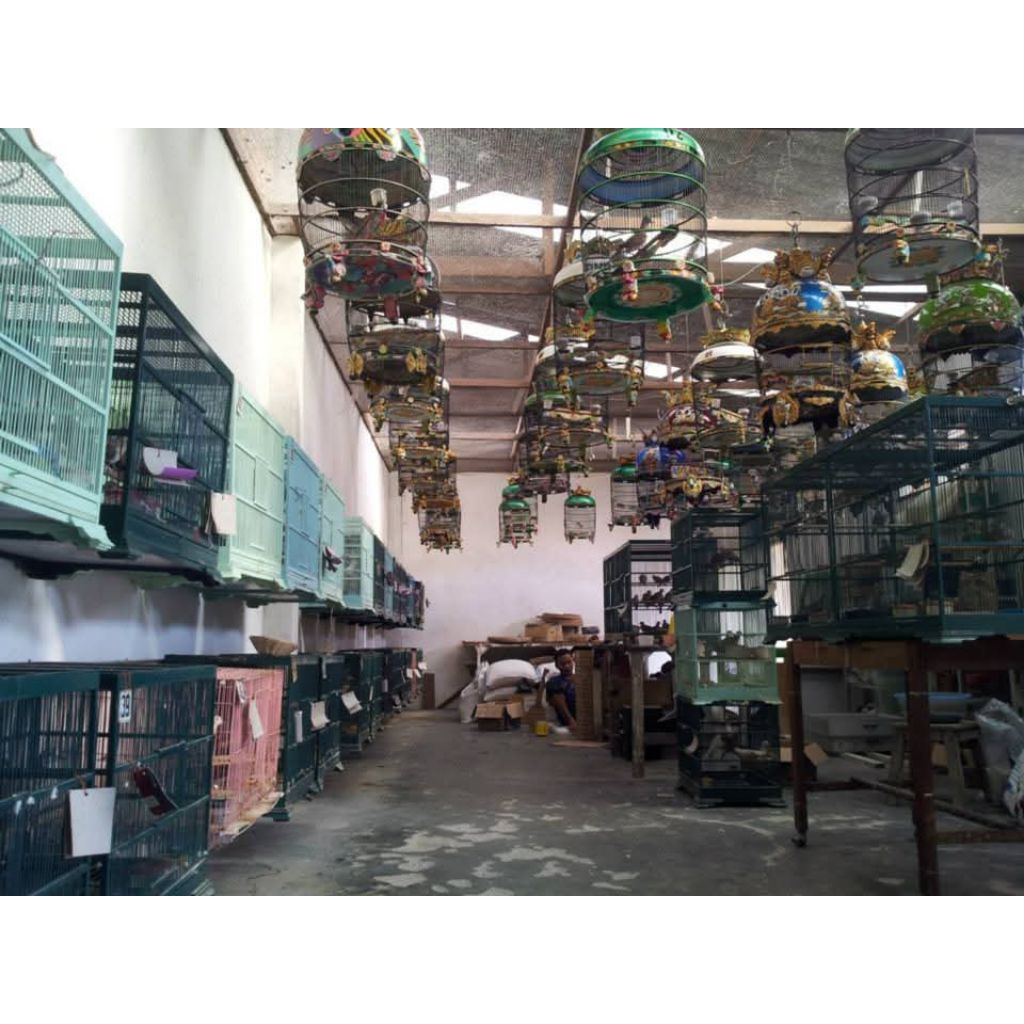 Perkutut Bangkok Dewasa Ori Gacor Rajin Bunyi