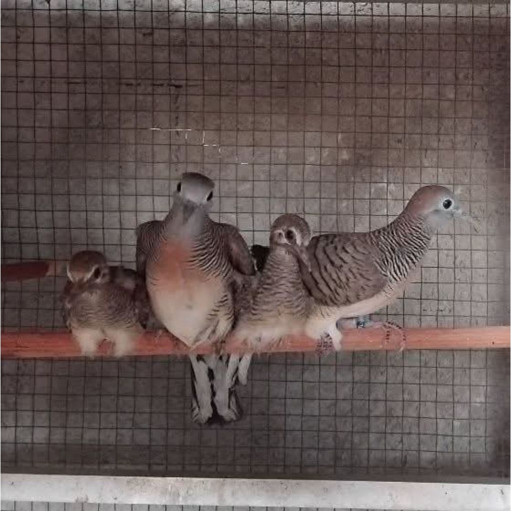 Perkutut Bangkok Sepasang Indukan Produk Aktif