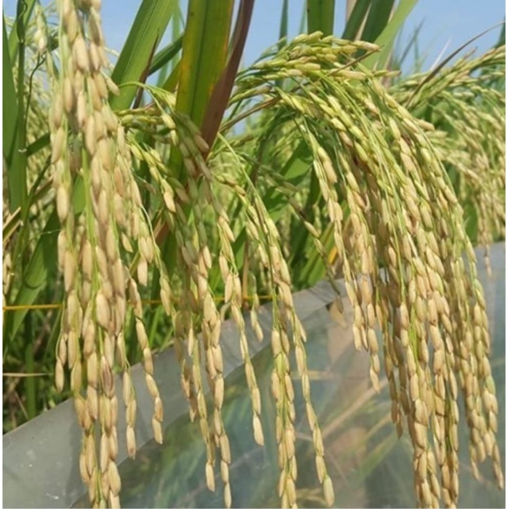 BENIH PADI MENTIK WANGI KEMASAN 5 KG