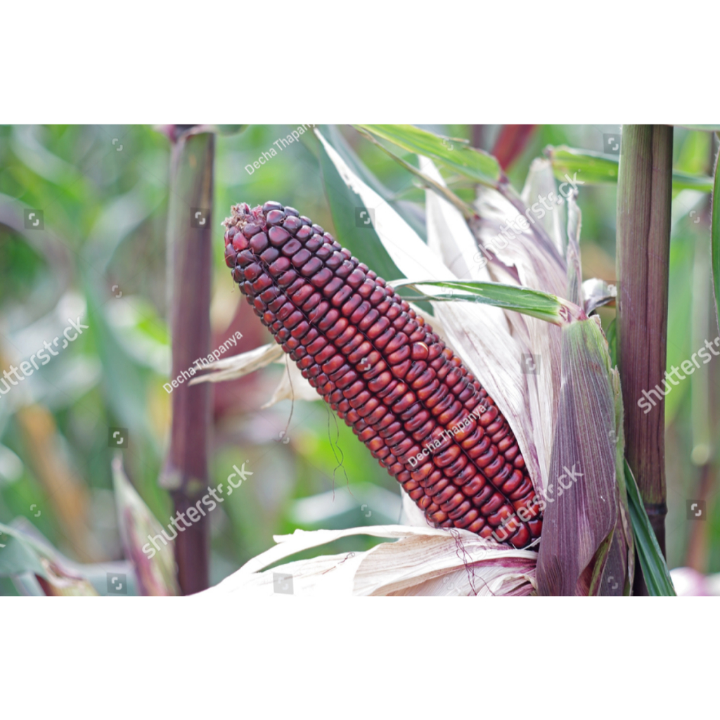 Benih jagung ketan hitam