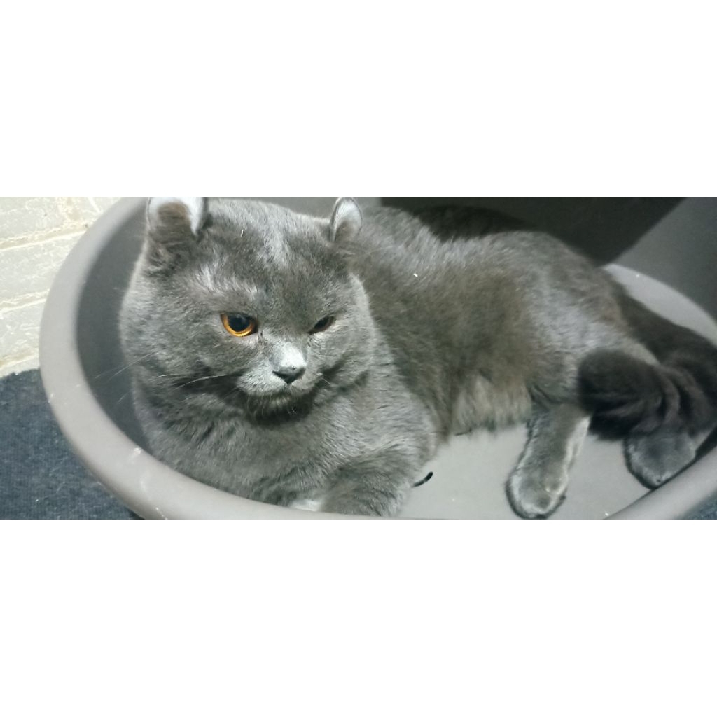 jual kucing jantan munchkin/scottish/american curly