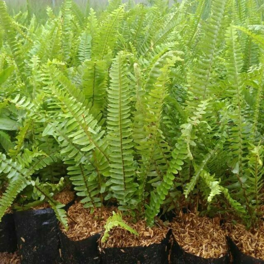 Tanaman Hias Pohon Pakis Kelabang jumbo