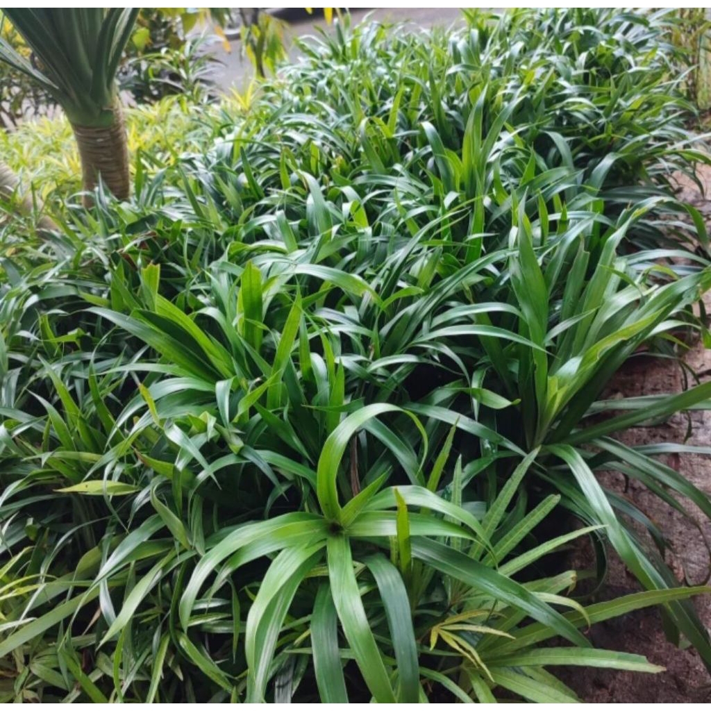 Bibit Tanaman Daun Suji - Bibit Pandan Suji Pewarna Alami Makanan - Pewarna Makanan - Daun Pandan Su