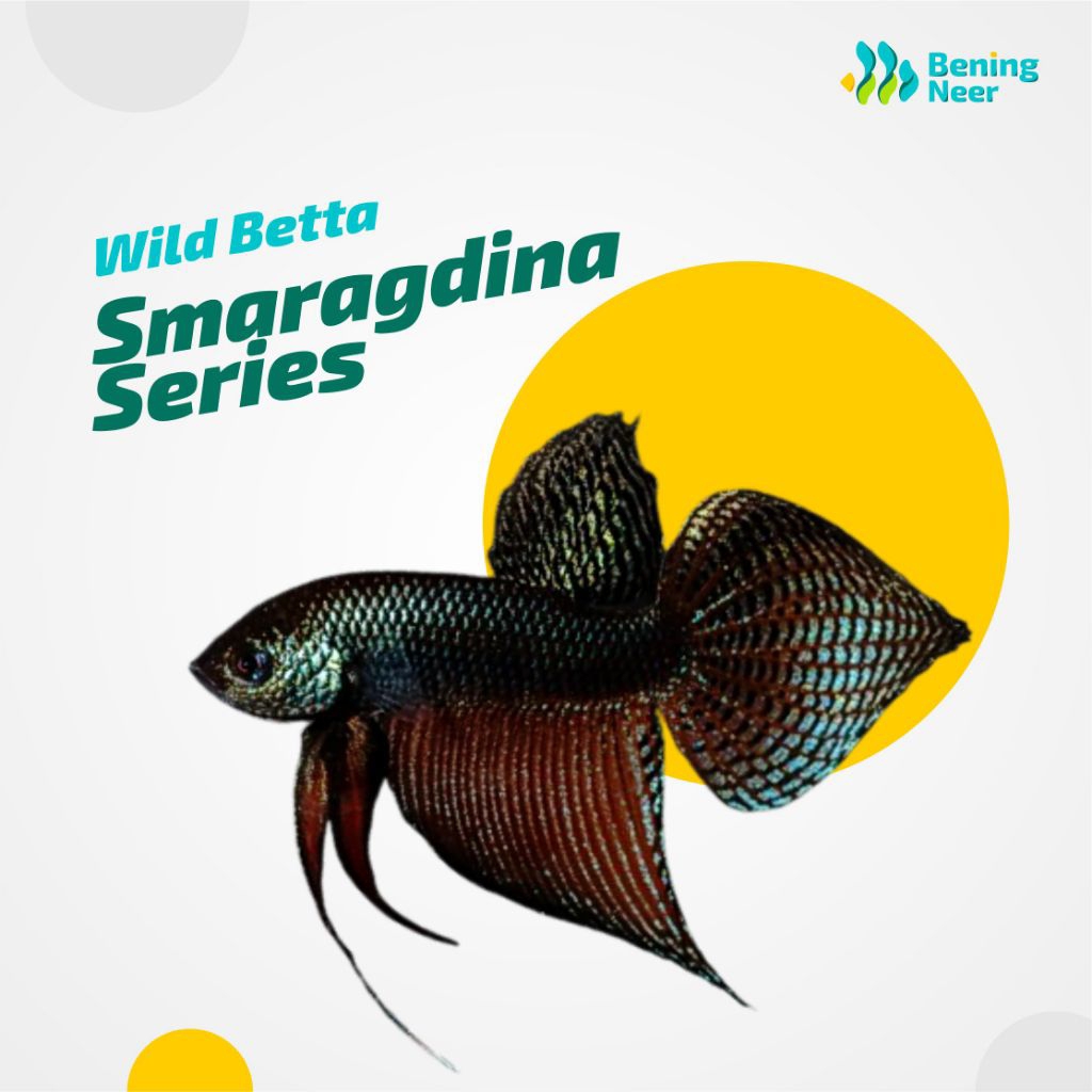 [Bening Neer] Wild Betta - Smaragdina Series