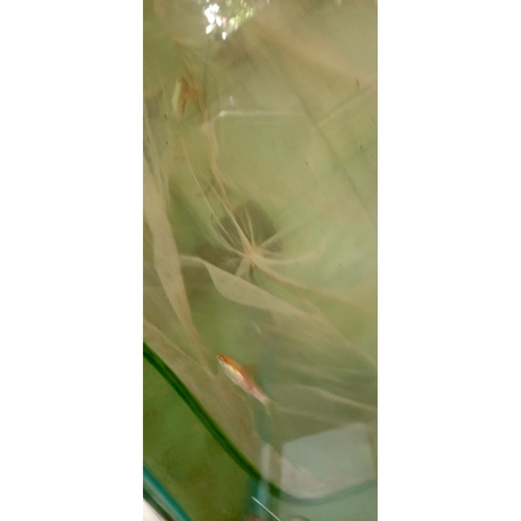 Puntius denisoni golden