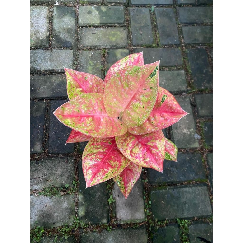 AGLONEMA MAHASETY - MAHASETY MERAH SIZE JUMBO DAUN RIMBUN