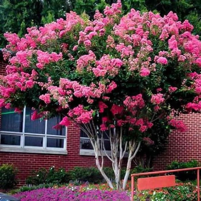 Tanaman sakura bungur lokal pink (Lagerstroemia speciosa) - sakura pink