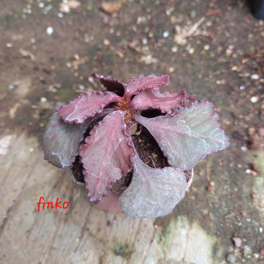 euphorbia francoisii hybrid maple leaf (22)