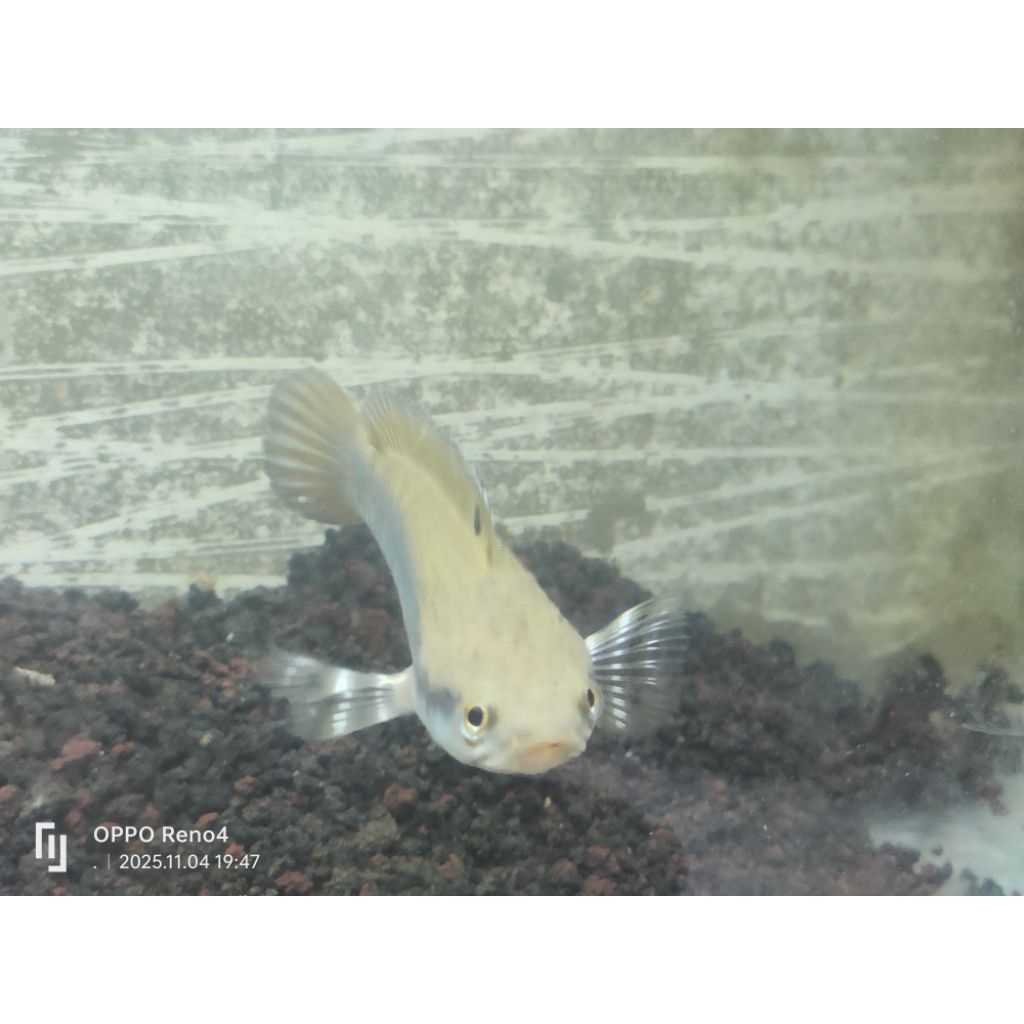 Chana Pulcra ukuran 10-12 Cm