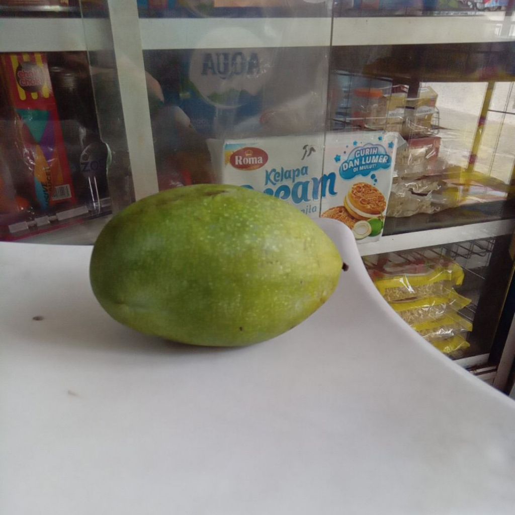 bibit pisang kepok kuning super manis