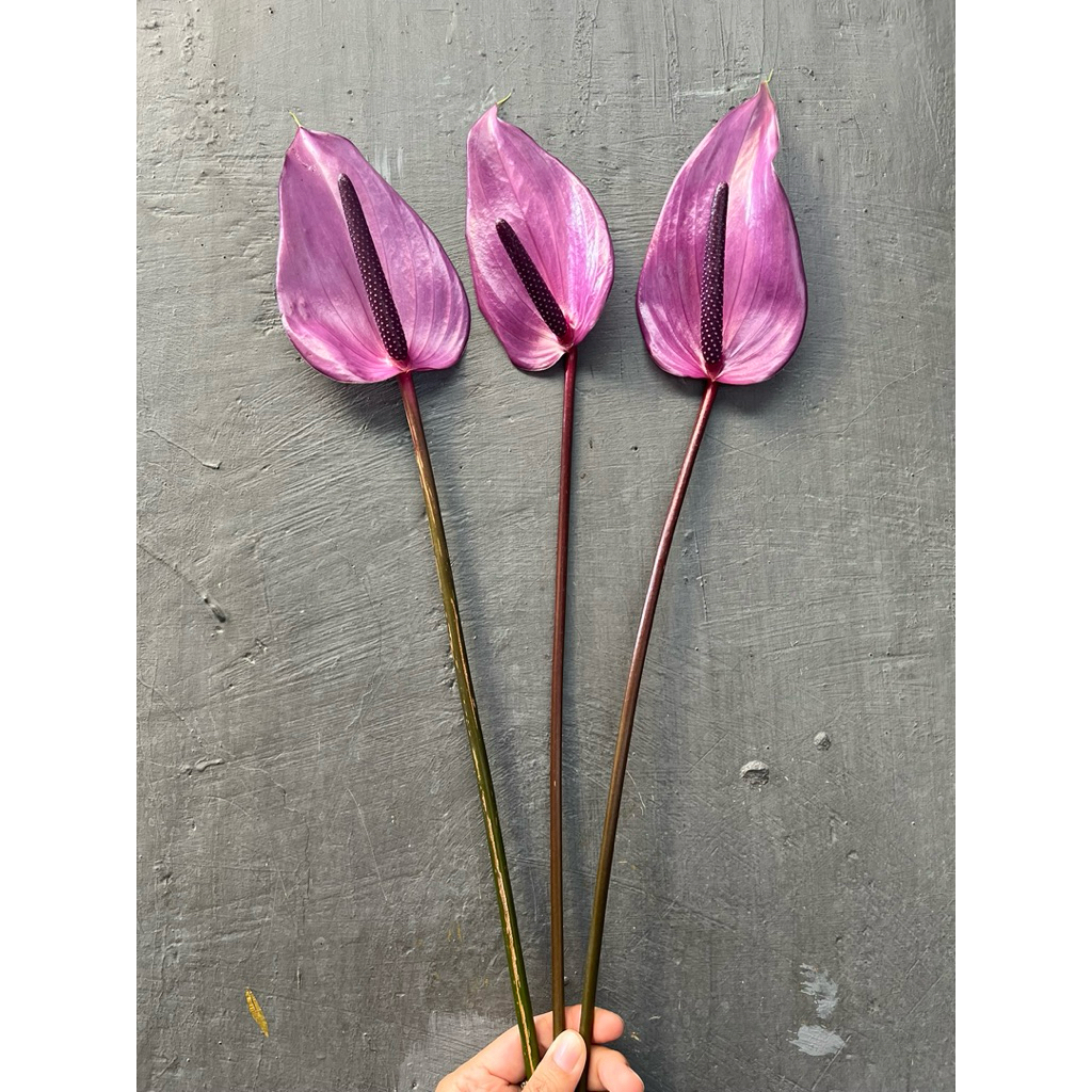 Anthurium ungu bunga potong segar
