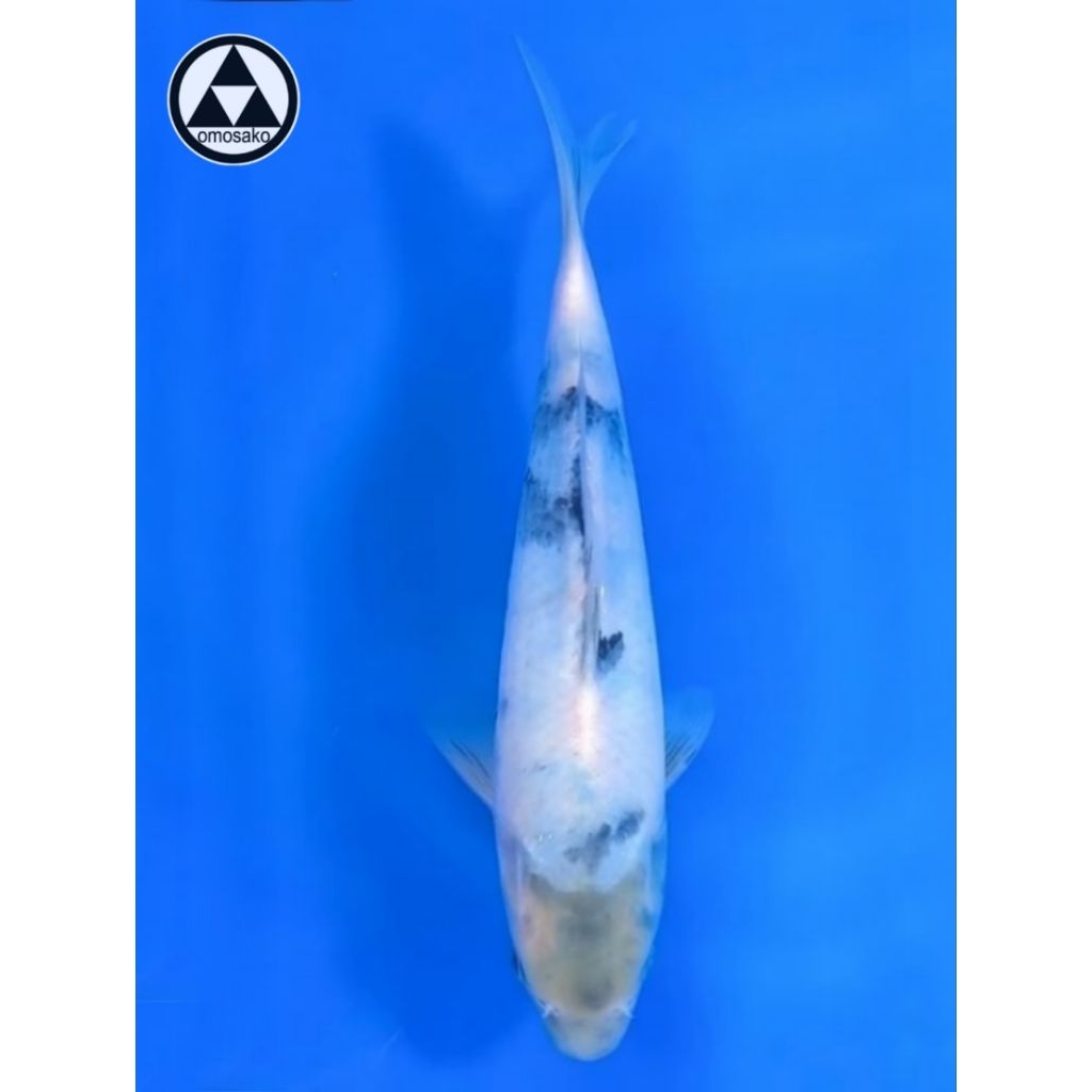 Ikan Koi Shiro Tategoi 30BU Omosako Farm Sertifikat Import Jepang