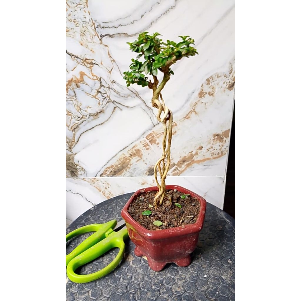 BONSAI sancang mame mini shito