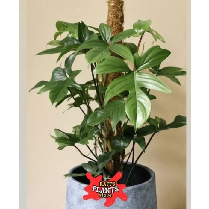 Tanaman Hias Philodendron Florida - philodendron florida - philo florida