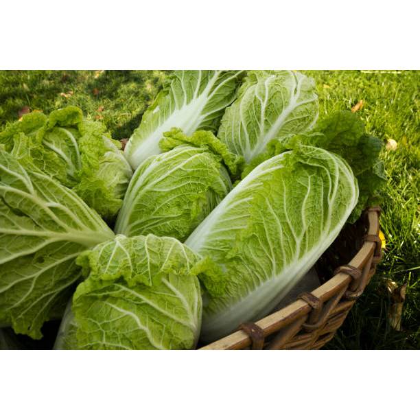 COD - Bibit Sawi Putih Slobor