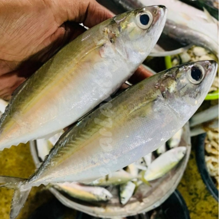 Ikan Kembung 1Kg Ikan Kembung Segar Ikan Kembung Banjar Segar Seafood Ikan Laut Ikan Segar 1Kg