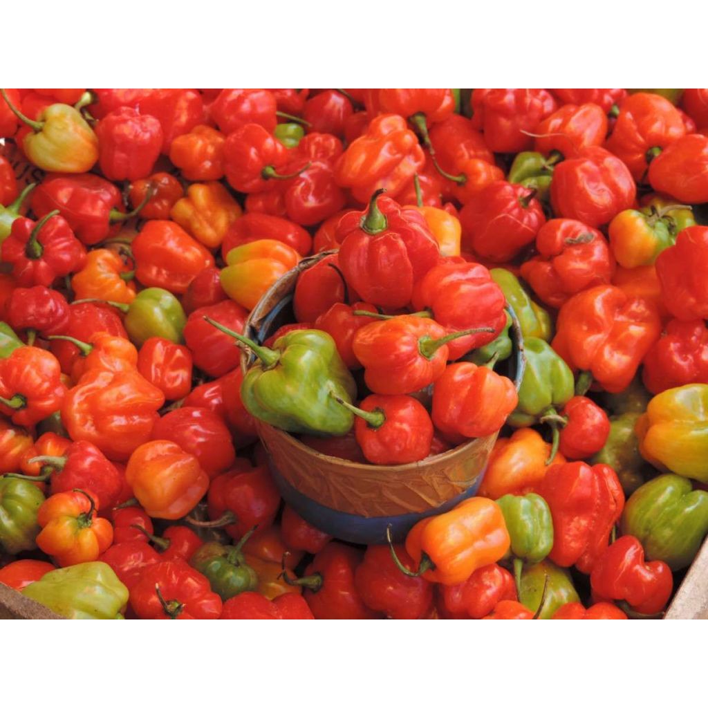 COD - Bibit Cabai Katokkon