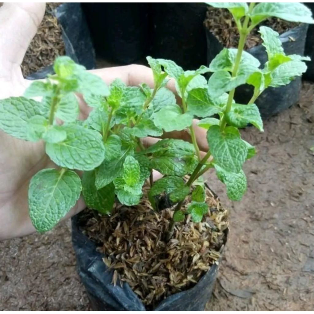 bibit tanaman daun mint segar