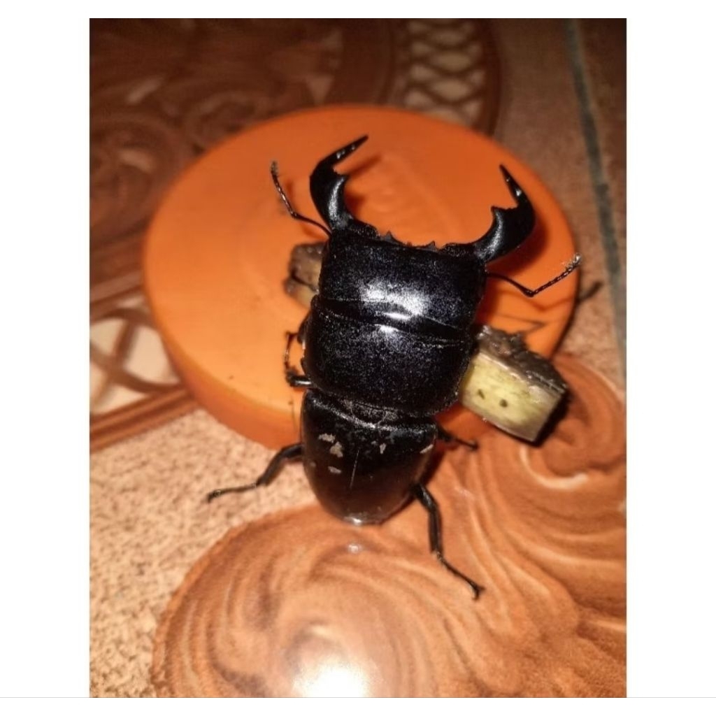 Dorcus titanus jantan