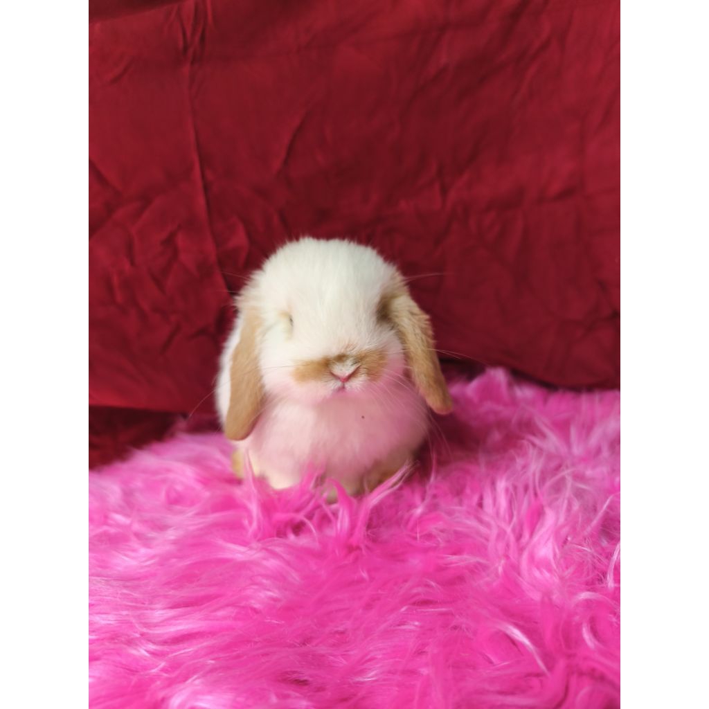 kelinci hias holland lop